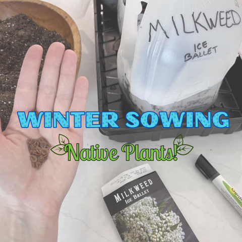 Winter Sowing Native Plants